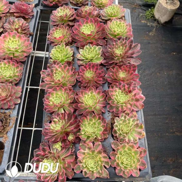 21pcs Aeonium Count's Hero Variegated Seedlings - Image 2