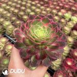 21pcs Aeonium Kaleidoscope Variegated Seedlings