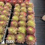 21pcs Aeonium Kaleidoscope Variegated Seedlings - Image 2