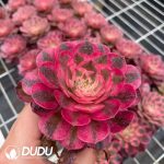 32pcs Aeonium Sugar Heart Variegated Seedlings