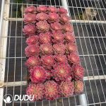 32pcs Aeonium Sugar Heart Variegated Seedlings - Image 2