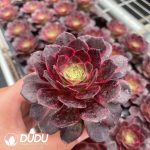 32pcs Aeonium Magic Pill Variegated Seedlings