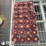 32pcs Aeonium Magic Pill Variegated Seedlings - Image 2