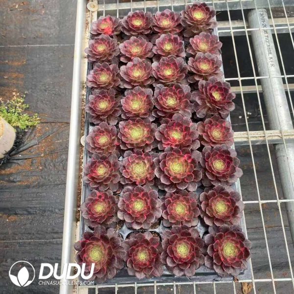 32pcs Aeonium Magic Pill Variegated Seedlings - Image 2
