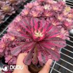 50pcs Aeonium Jade Beauty Fairy Variegated Seedlings