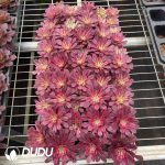 50pcs Aeonium Jade Beauty Fairy Variegated Seedlings - Image 2