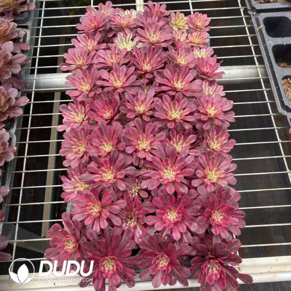 50pcs Aeonium Jade Beauty Fairy Variegated Seedlings - Image 2