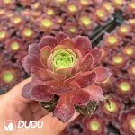 32pcs Aeonium Vibrant Autumn Colors Variegated Seedlings