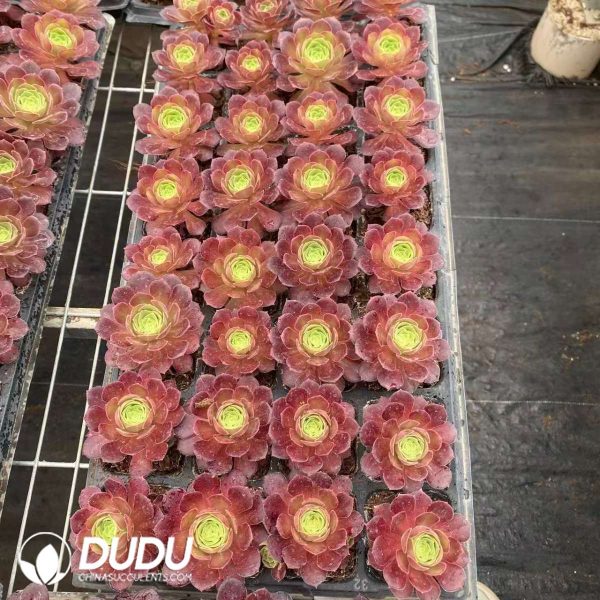 32pcs Aeonium Vibrant Autumn Colors Variegated Seedlings - Image 2