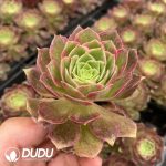 32pcs Aeonium Kaleidoscope Variegated Seedlings
