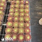 32pcs Aeonium Kaleidoscope Variegated Seedlings - Image 2