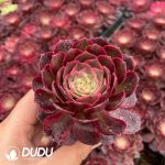 32pcs Aeonium Red Cat Variegated Seedlings