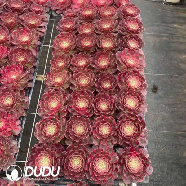 32pcs Aeonium Red Cat Variegated Seedlings - Image 2