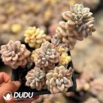 Graptopetalum Ellen Variegated 5+ Heads Clustering