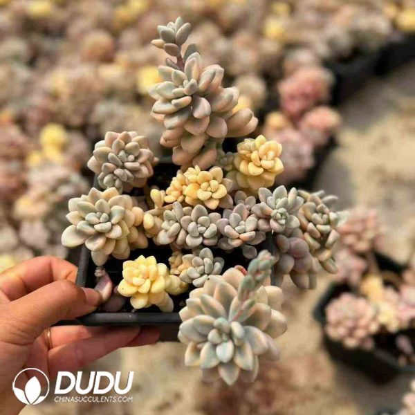 Graptopetalum Ellen Variegated 5+ Heads Clustering - Image 2