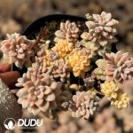 Graptopetalum Ellen Variegated Clustering