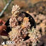 Graptopetalum Ellen Variegated Clustering - Image 2