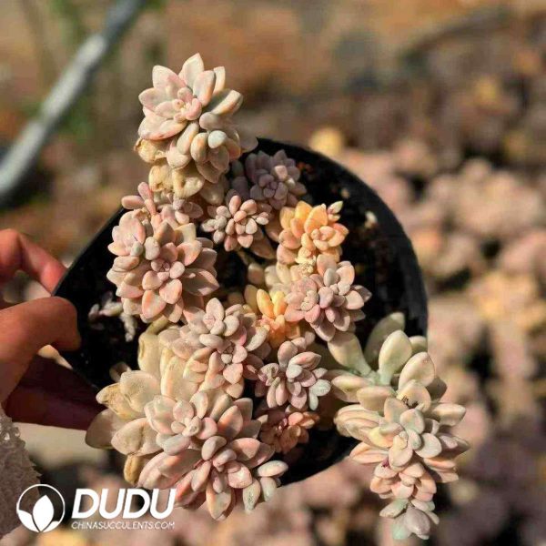 Graptopetalum Ellen Variegated Clustering - Image 2