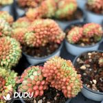 Echeveria Little Red Egg Cristata