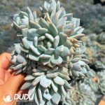 Echeveria Star Orange 7+ Heads Clustering