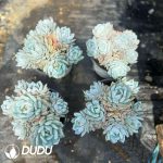 Echeveria Star Orange 7+ Heads Clustering - Image 2
