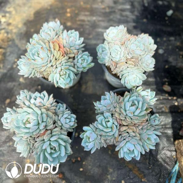 Echeveria Star Orange 7+ Heads Clustering - Image 2