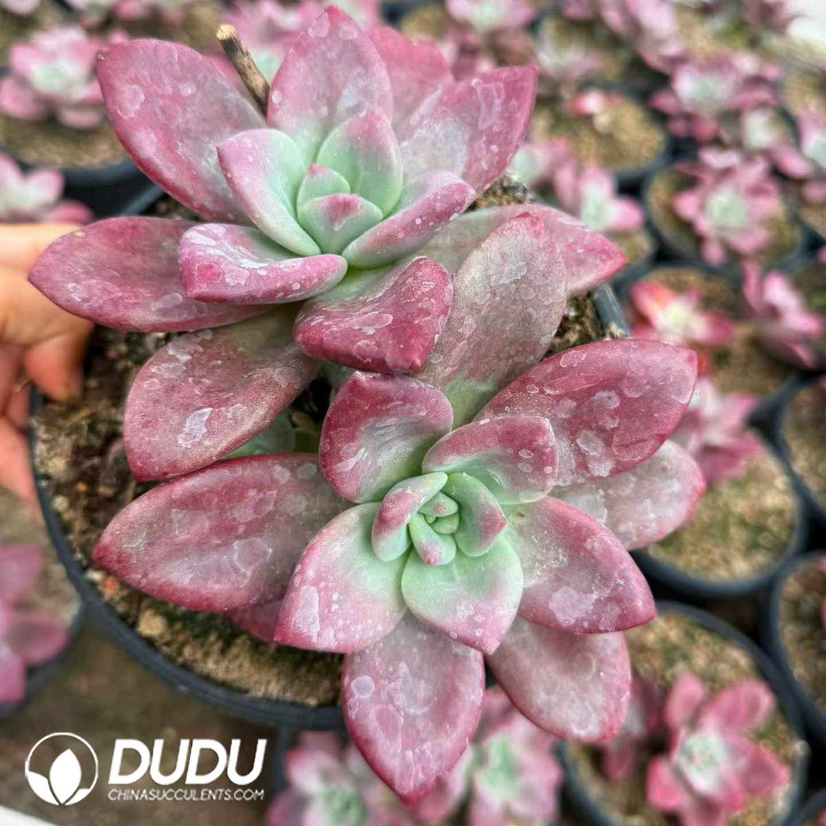 09472D180201.jpg Echeveria Hephaestus 2-3 Heads - Image 1