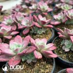 Echeveria Hephaestus 2-3 Heads - Image 2