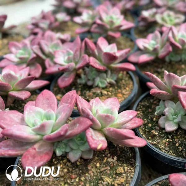 Echeveria Hephaestus 2-3 Heads - Image 2