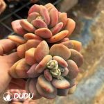 Echeveria Day and Night Galaxy Monstrose Variegated Double Heads