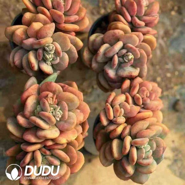 Echeveria Day and Night Galaxy Monstrose Variegated Double Heads - Image 2