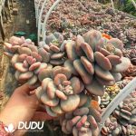 Echeveria Day and Night Galaxy Monstrose Variegated 5+ Heads Clustering