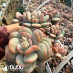 Echeveria Day and Night Galaxy Monstrose Variegated 5+ Heads Clustering - Image 2