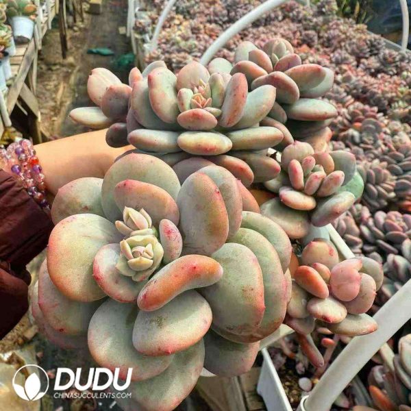 Echeveria Day and Night Galaxy Monstrose Variegated 5+ Heads Clustering - Image 2