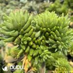 Orostachys Furong Green Cristata