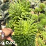 Orostachys Furong Green Cristata - Image 2