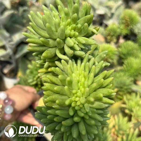 Orostachys Furong Green Cristata - Image 2