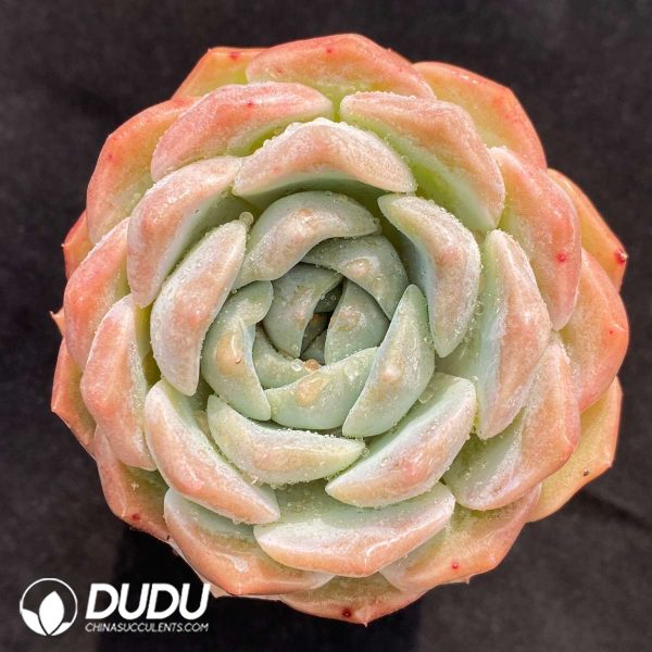 09479D70201.jpg Echeveria Innocence - Image 1