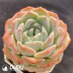 Echeveria Innocence - Image 2