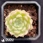 Echeveria White Peach Bubble