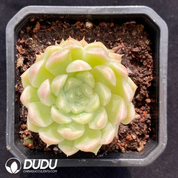 09480D90201.jpg Echeveria White Peach Bubble - Image 1
