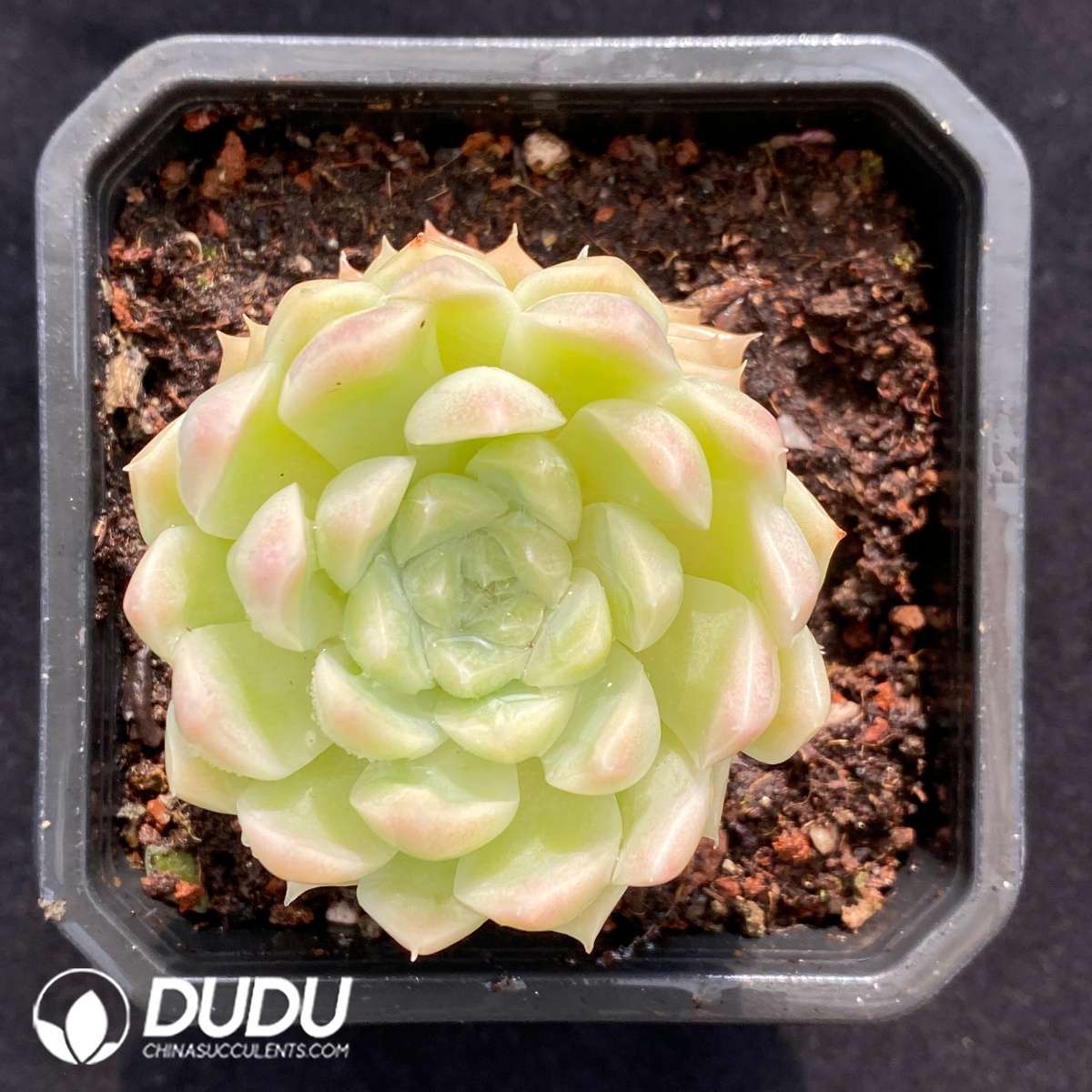 09480D90201.jpg Echeveria White Peach Bubble - Image 1