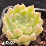 Echeveria White Peach Bubble - Image 2
