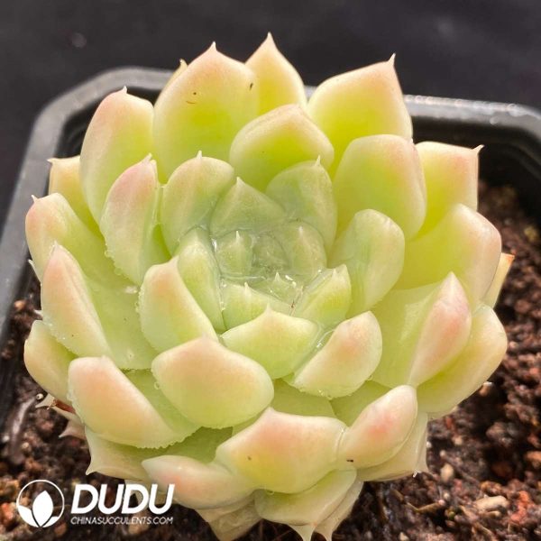 Echeveria White Peach Bubble - Image 2