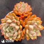 Echeveria Snow Swallow Clustering