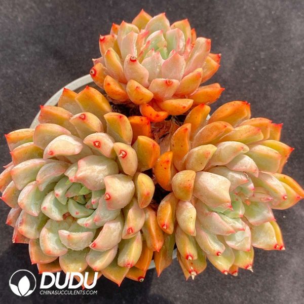 Echeveria Snow Swallow Clustering - Image 1