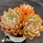 Echeveria Snow Swallow Clustering - Image 2
