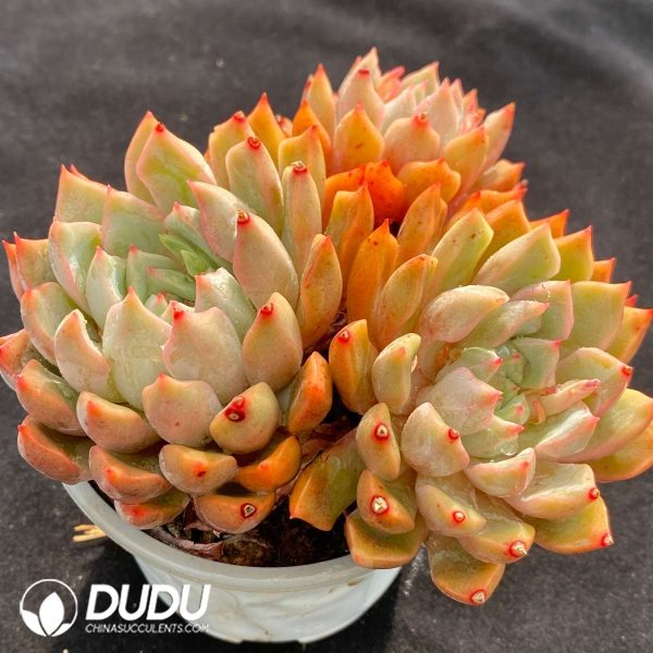 Echeveria Snow Swallow Clustering - Image 2