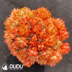 Echeveria Red Wine Peach Clustering