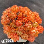 Echeveria Red Wine Peach Clustering - Image 2